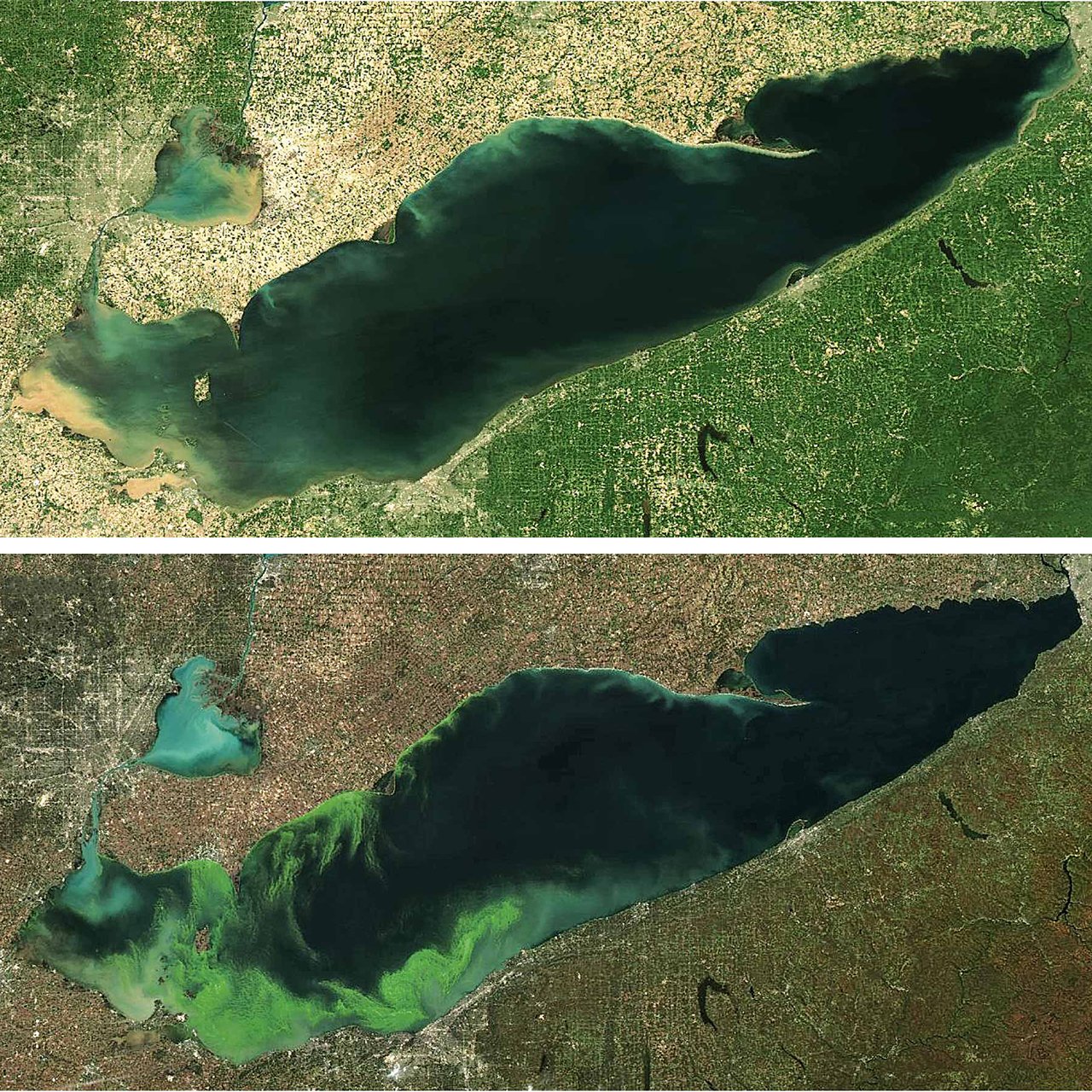 Fertilizers Creating Toxic Algae in Lake Erie